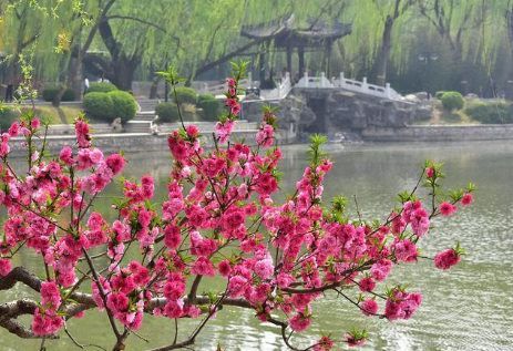 纳兰性德是如何描写桃花的