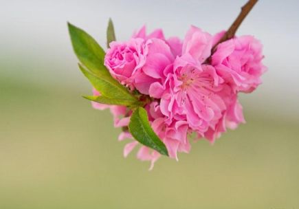 纳兰性德是如何描写桃花的