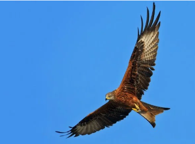 韩愈的一生是怎样的