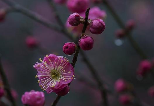 解析苏轼《西江月梅花》!朝云对苏轼有怎么样的意义