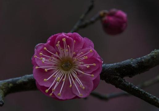 解析苏轼《西江月梅花》!朝云对苏轼有怎么样的意义