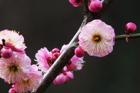 解析苏轼《西江月梅花》!朝云对苏轼有怎么样的意义