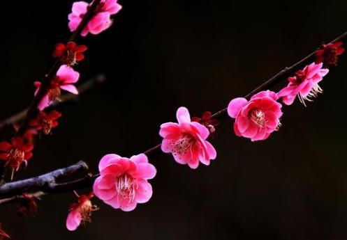 解析苏轼《西江月梅花》!朝云对苏轼有怎么样的意义