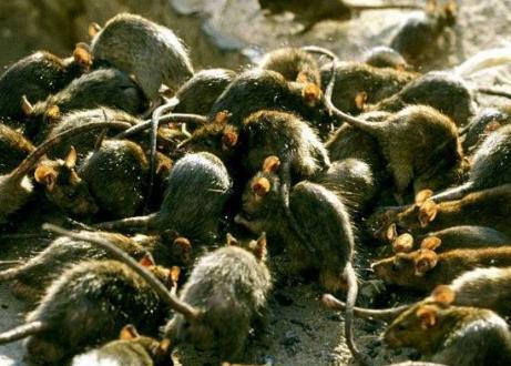 明末大鼠疫的过程是什么样的 最后的结果如何