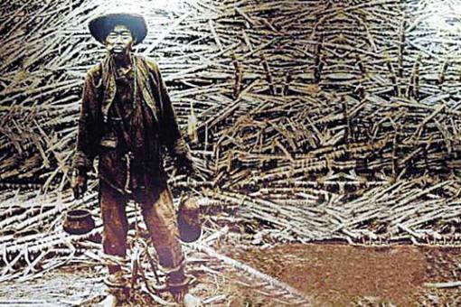 下南洋卖猪仔是怎么悲惨的故事