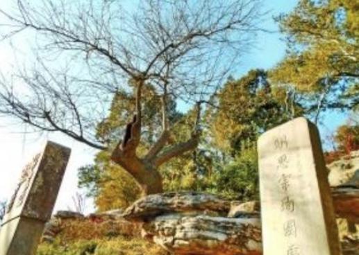 吊死崇祯皇帝的那棵树如今怎么样了