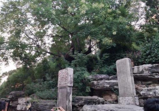 吊死崇祯皇帝的那棵树如今怎么样了