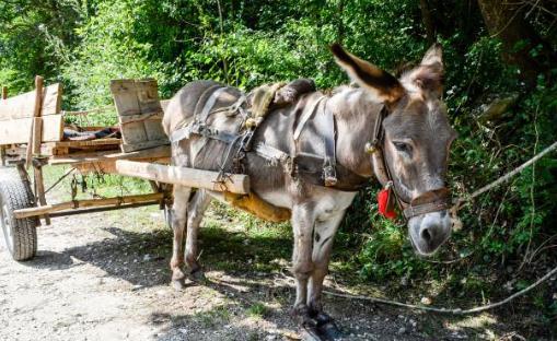 为什么唐朝骑驴很丢人