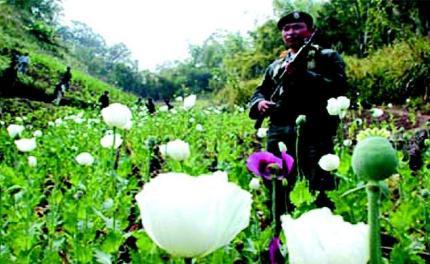 鲍有祥继承坤沙的位置之后为什么毒品交易不减反增呢