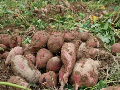 番薯是怎么传入中国的 还的多亏了陈振龙、陈经纶两父子