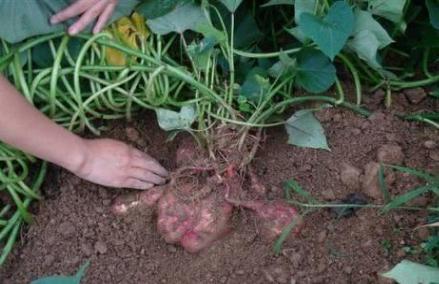 番薯是怎么传入中国的 还的多亏了陈振龙、陈经纶两父子