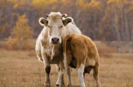 揭秘清朝狩猎场究竟是什么样的 这个地方到底在哪里