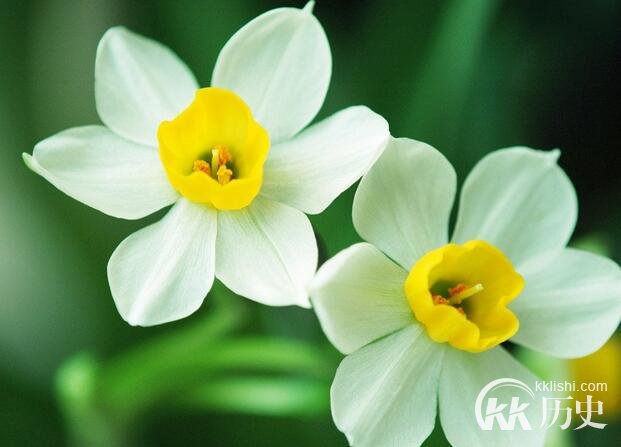古希腊神话故事：水仙花
