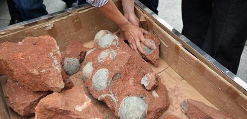 广东发现恐龙蛋化石再获43枚