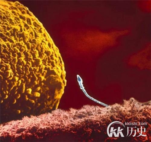 生命孕育全过程图解：揭秘女人身体里神奇的照片