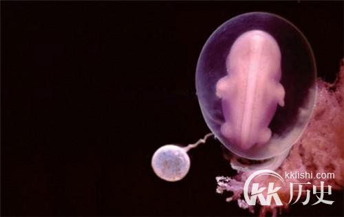 生命孕育全过程图解：揭秘女人身体里神奇的照片