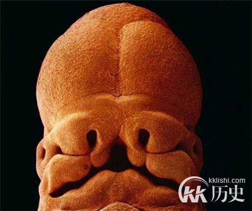 生命孕育全过程图解：揭秘女人身体里神奇的照片