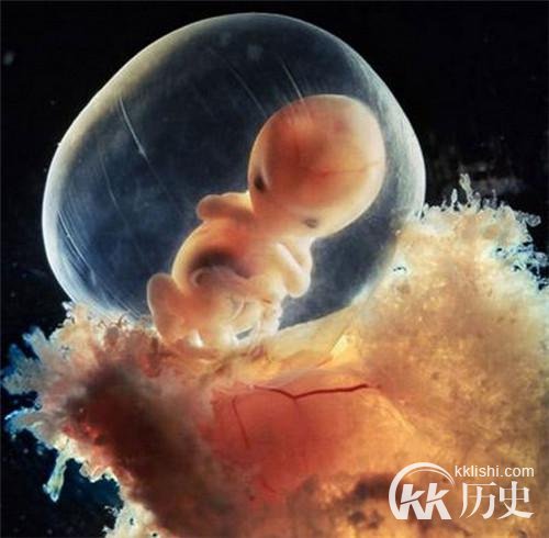 生命孕育全过程图解：揭秘女人身体里神奇的照片