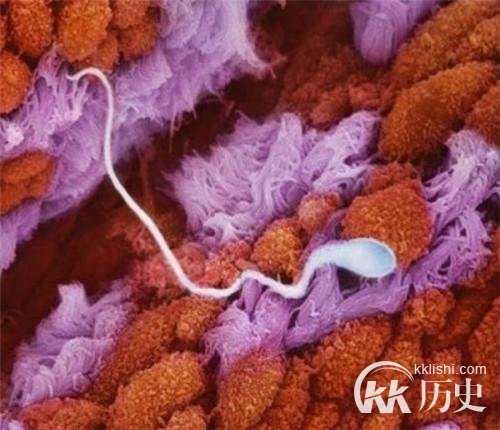 生命孕育全过程图解：揭秘女人身体里神奇的照片