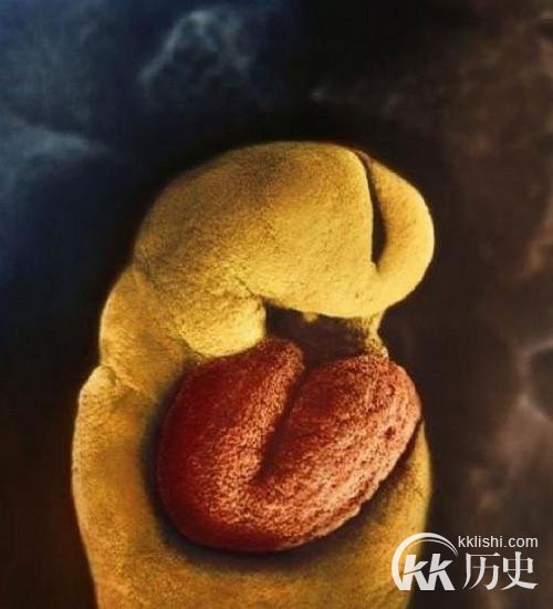 生命孕育全过程图解：揭秘女人身体里神奇的照片