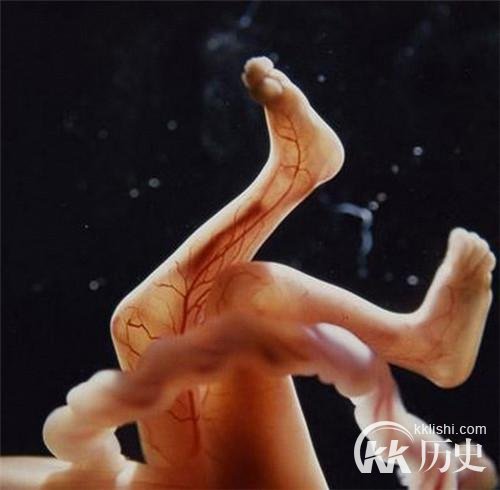 生命孕育全过程图解：揭秘女人身体里神奇的照片
