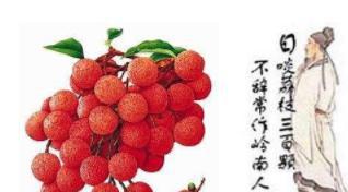 写荔枝的诗你知道哪些