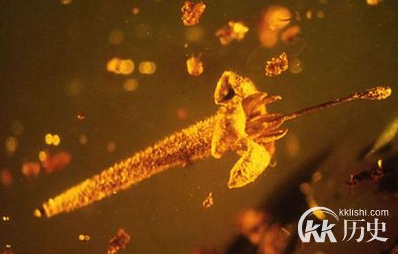 惊人发现!被“封印”了1500万年的植物从现人间