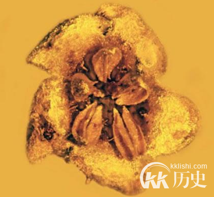 惊人发现!被“封印”了1500万年的植物从现人间