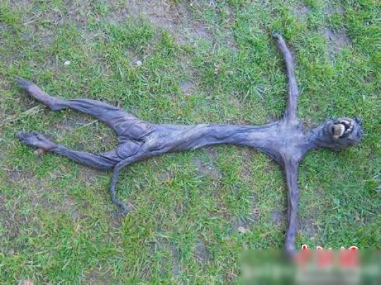 南非发现疑似外星生物