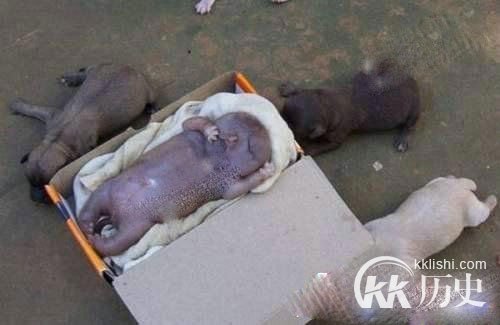 乌克兰一母狗生下人形“怪物”