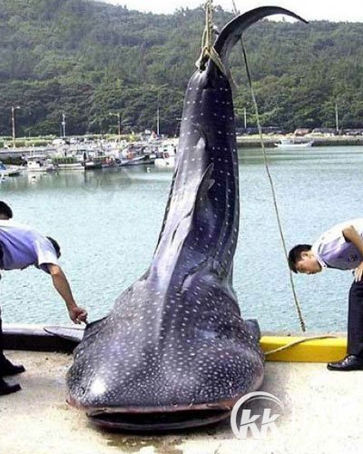 江西抓巨型食人鱼震惊全国