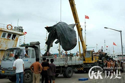 江西抓巨型食人鱼震惊全国