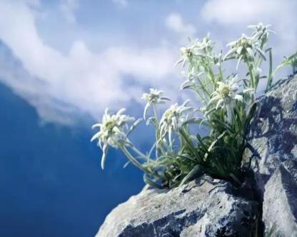 佩戴雪绒花的男人:德军王牌狙击手马豪斯·海泽瑙尔和约瑟夫·塞普·艾勒伯格