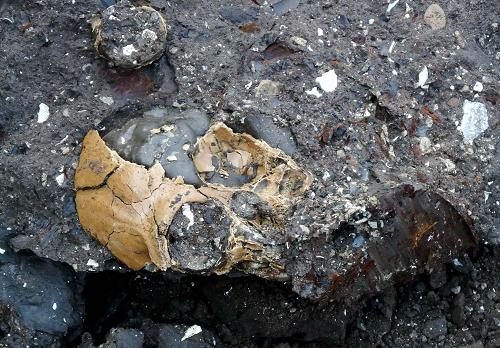 人类最早祖先？600万年前古猿头骨化石被发现