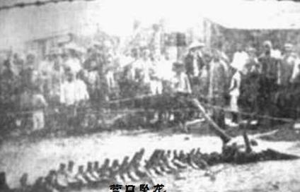 近代史上关于龙的存在影响最深远的事件——营川坠龙事件