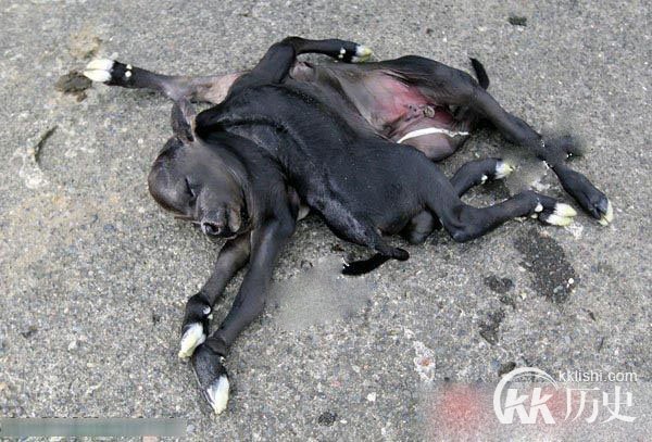 乌克兰一母狗生下人形“怪物”