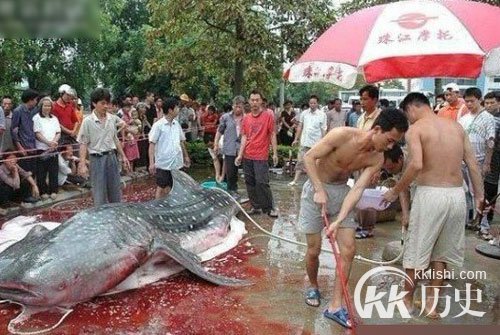 江西抓巨型食人鱼震惊全国
