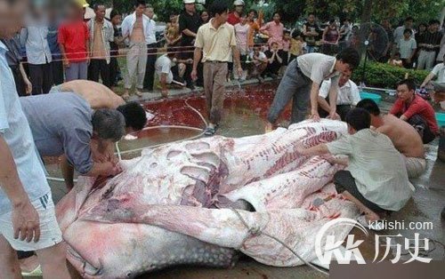 江西抓巨型食人鱼震惊全国