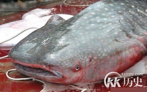 江西抓巨型食人鱼震惊全国