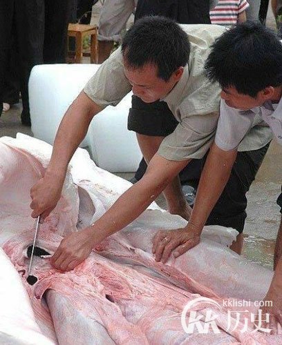 江西抓巨型食人鱼震惊全国