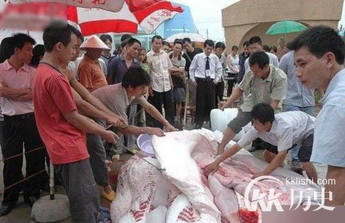 江西抓巨型食人鱼震惊全国