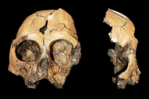 人类最早祖先？600万年前古猿头骨化石被发现