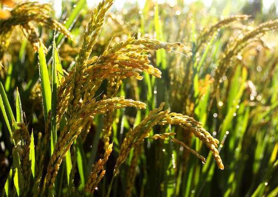 解缙曾差点被处死,行刑前写一首诗立马免罪