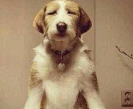 汉朝人除了喜欢养狗外 吃狗肉之风也很盛行