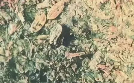 古代人都吃什么