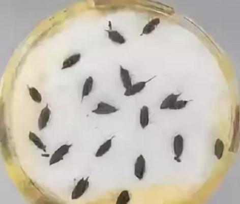 古代人都吃什么