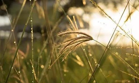 两袖清风的典范唐朝元德秀,对人仁慈宽厚死后身无分文
