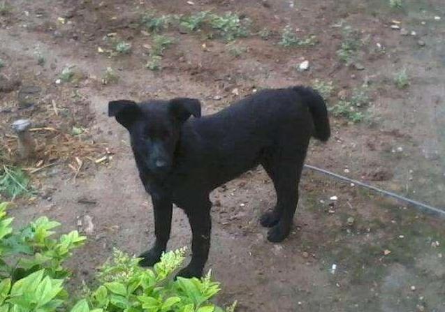 公元前180年,在西安白鹿原害死吕后的“犬妖”,到底是啥动物?